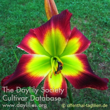 Daylily Jack in the Green